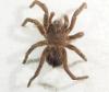 Theraphosinae inconnu
